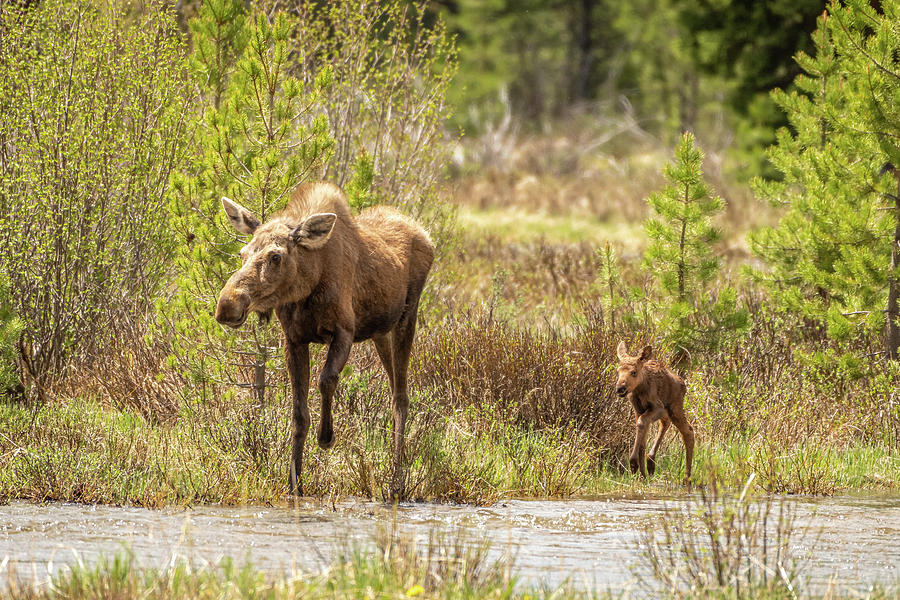 Moose Cow with Calf Photograph by Brenda Jacobs