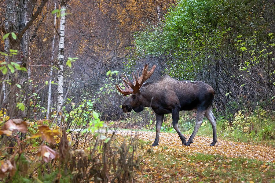 Moose Crossing Bike Trail Photograph by Scott Slone
