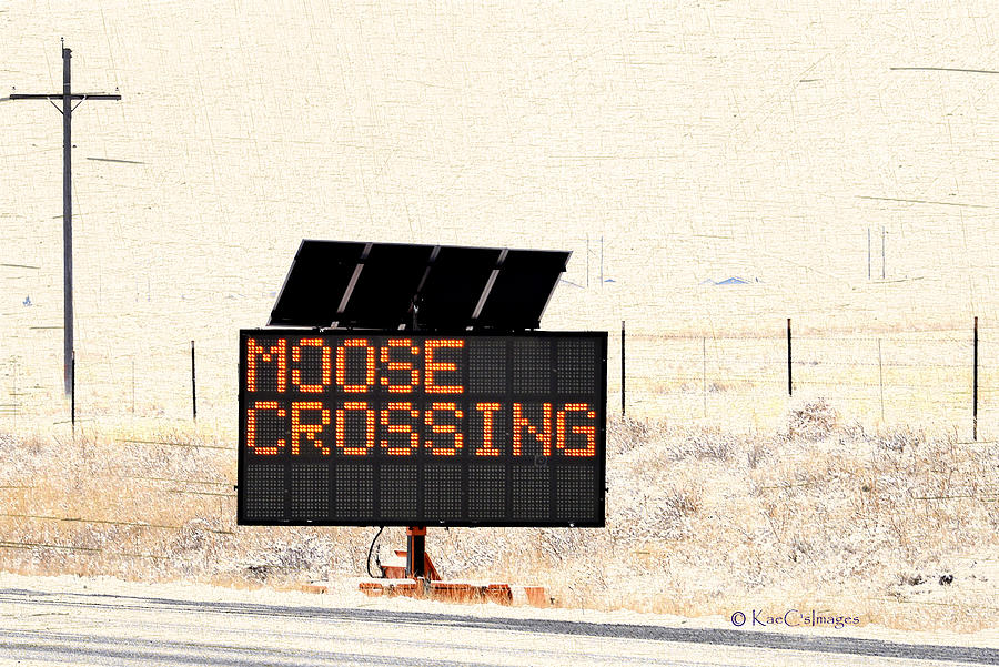 Moose Photograph - Moose Crossing Highway Sign by Kae Cheatham