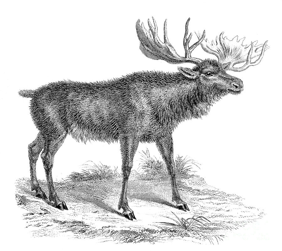 Moose Deer, 19th Century Drawing by Print Collector