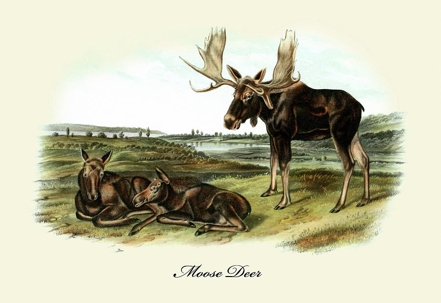 Moose Deer Painting by John Joseph Audubon