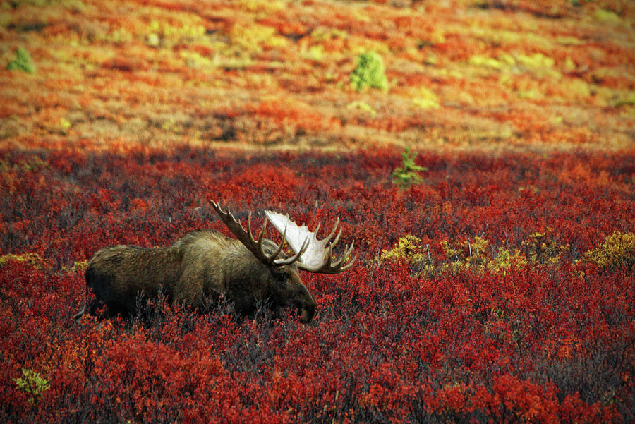 Moose Denali National Park Usa Photograph by Www.infinitahighway.com.br