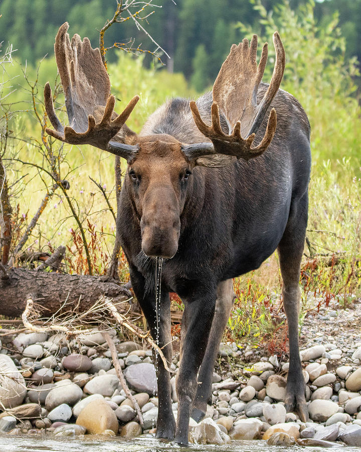 Moose dribbles Photograph by Mary Hone