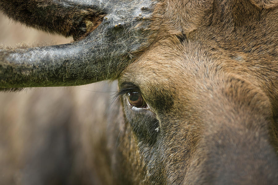 Moose eye Photograph by Murray Rudd