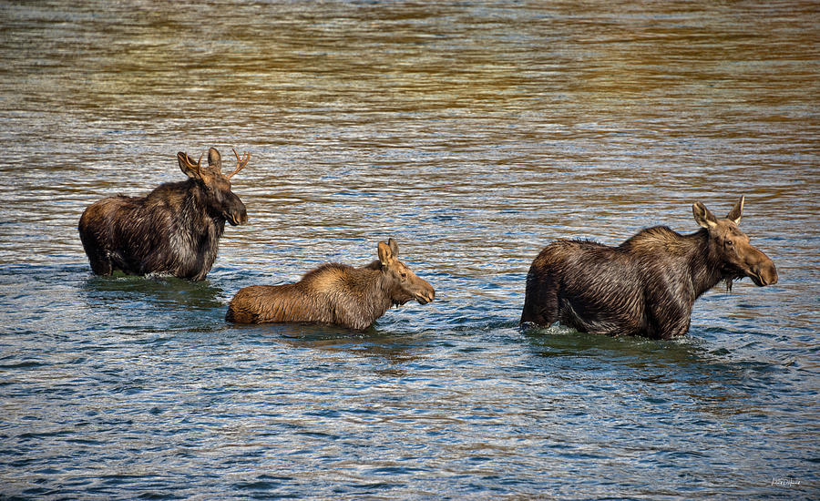 Animal Photograph - Moose Family by Leland D Howard