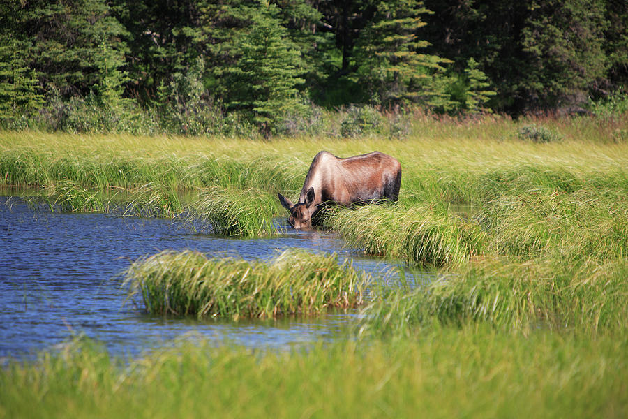 Moose Feeding In A Pond Photograph by Raclro