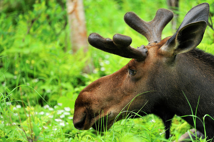 Moose Head Photograph by Pchoui