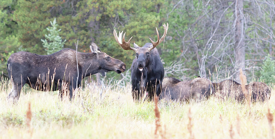 Moose Herd Photograph by Mark Joseph