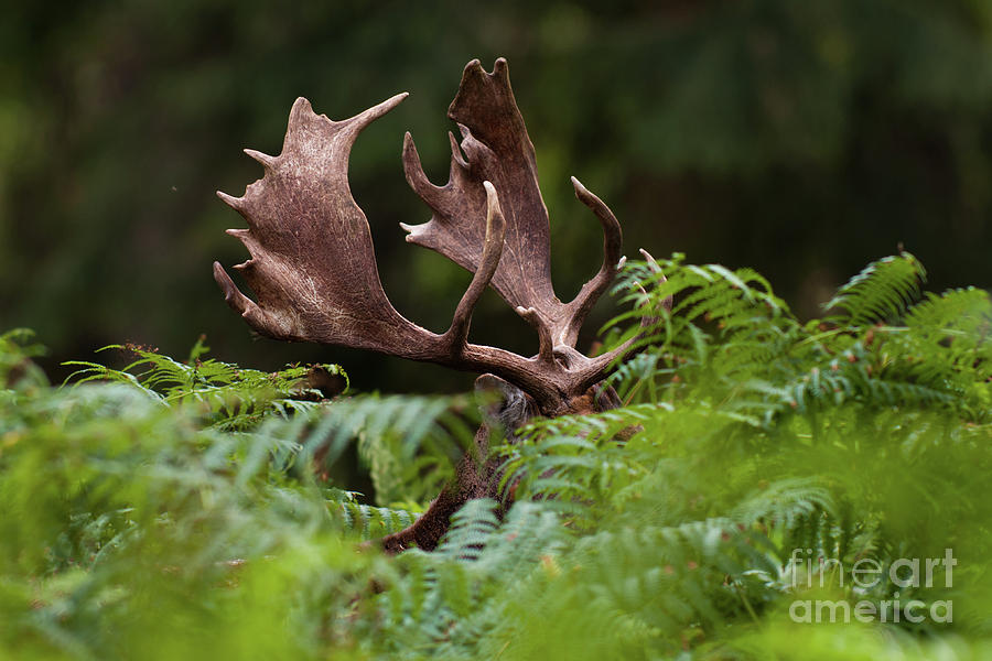 Moose Hiding In Leaves, Wild Park Photograph by Rob Janné
