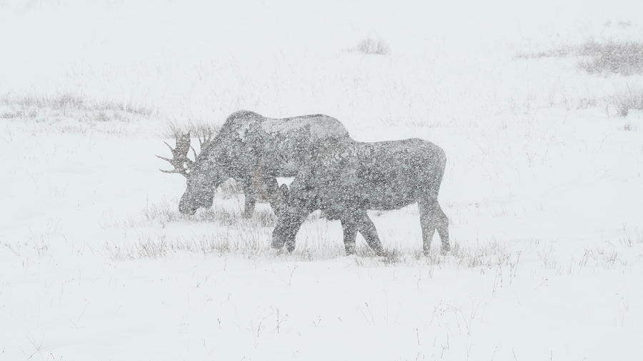 Moose In A Snowstorm Photograph by Patrick Nowotny