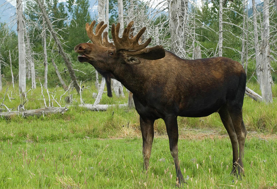 Moose In Alaska by Leezsnow
