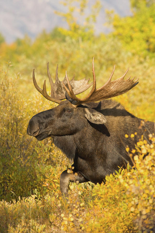 Moose In Autumn Foliage Photograph by Kencanning