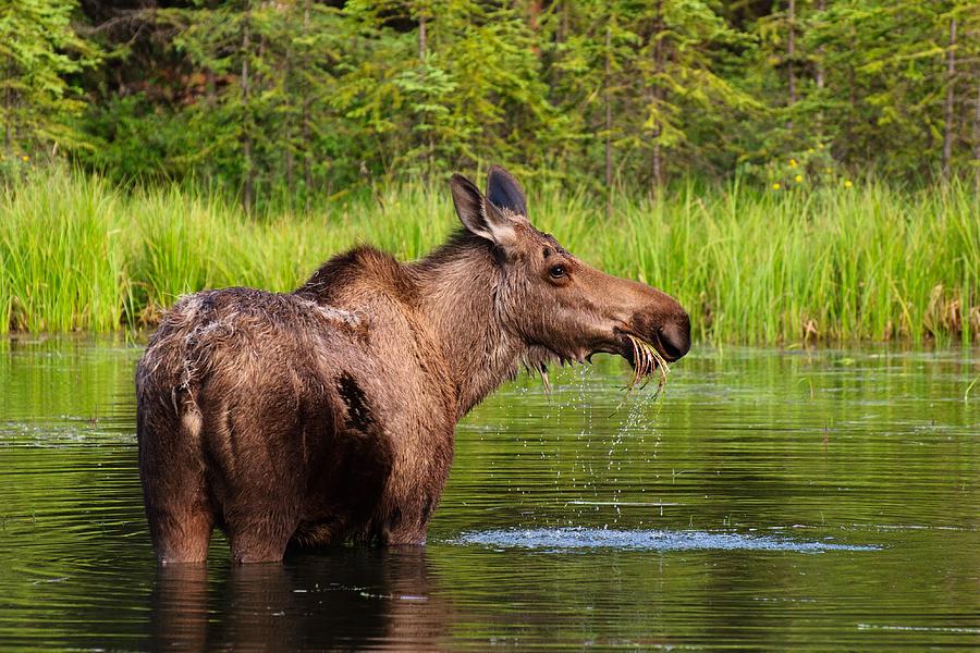 Moose In Denali Photograph by Noppawat Tom Charoensinphon
