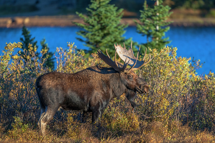 Moose Photograph - Bull Moose in Fall Colors by Russell Cody Moose Photograph - Bull Moose in Fall Colors by Russell Cody