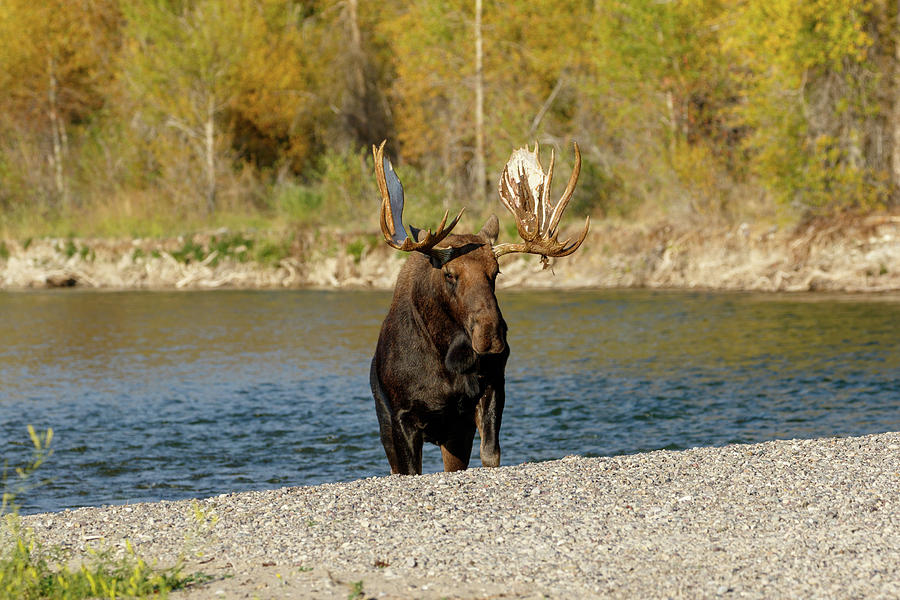 Moose in fall Photograph by Ronnie And Frances Howard