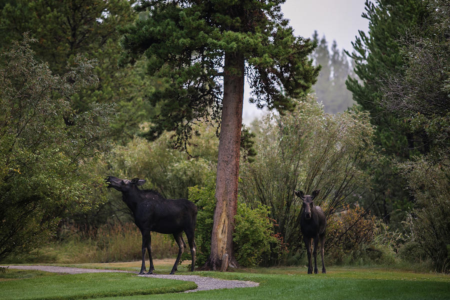 Moose in my back yard  Photograph by Julieta Belmont