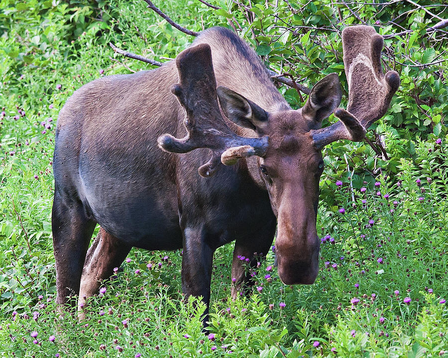 Moose in Nova Scotia, Canada Photograph by Tatiana Travelways