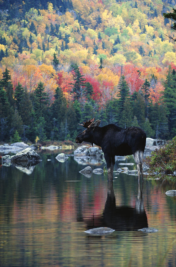Moose In River In Autumn Photograph by Jeremy Woodhouse