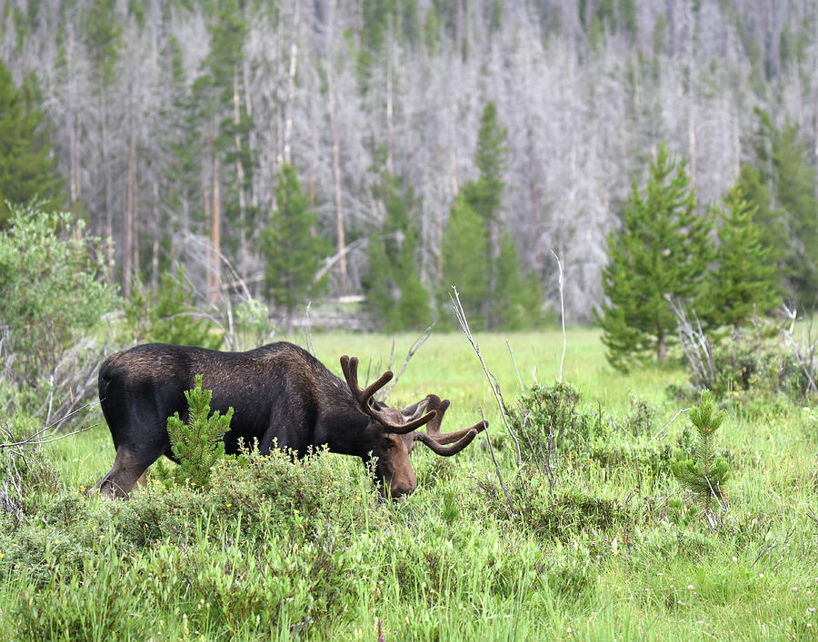 Moose In Rocky Mountain National Park Photograph By Leslie Meyer | Fine ...