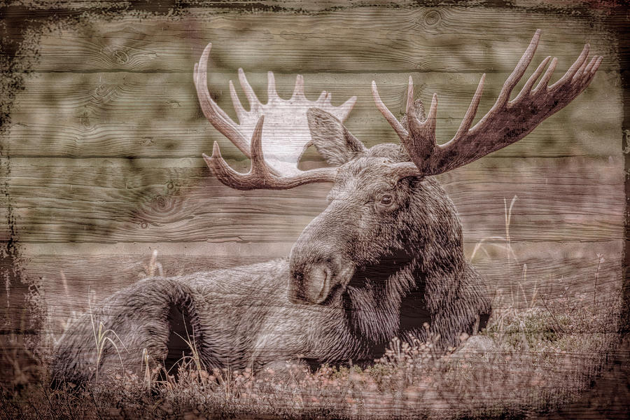 Moose in the Fields Digital Art by Debra and Dave Vanderlaan