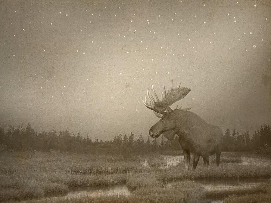 Moose in the Mist Digital Art by Joseph DiMaggio