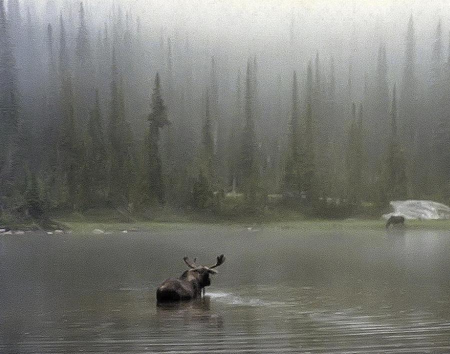 Moose in the Mist Photograph Photograph by Kimberly Walker