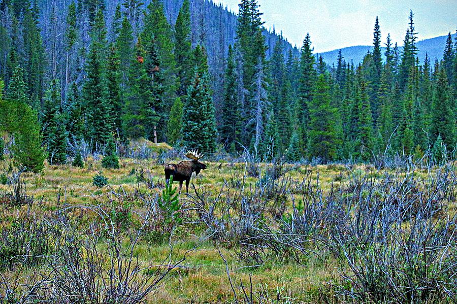 Moose in the Rocky Mountain National Park Photograph by Bill Shuman