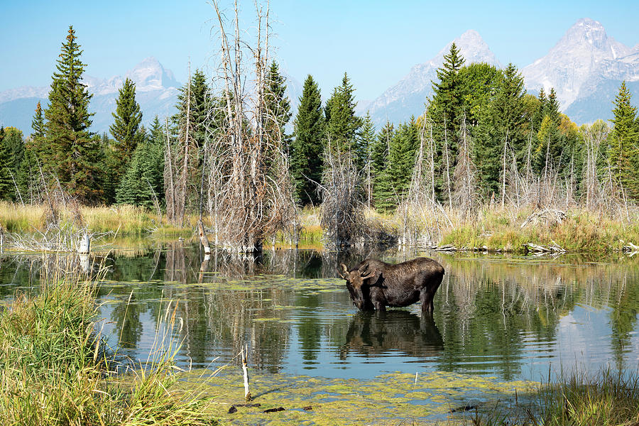 Moose in the Tetons Photograph by Michelle Joseph-Long