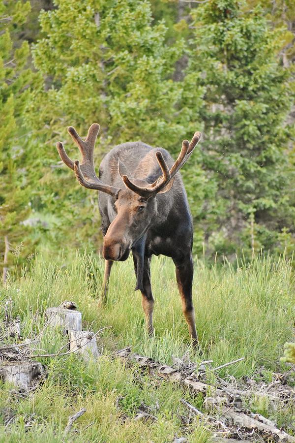 Moose In Wild 2 Photograph