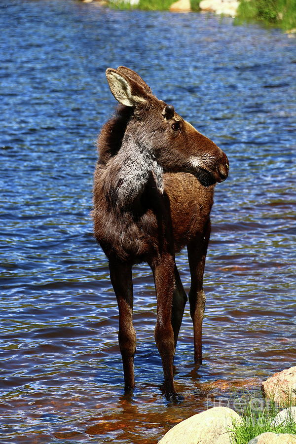 Wildlife Photograph - Moose  Isolation by Christiane Schulze Art And Photography
