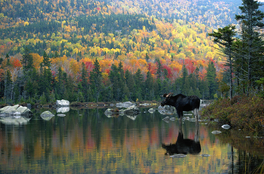 Moose Photograph by Jeremy Woodhouse