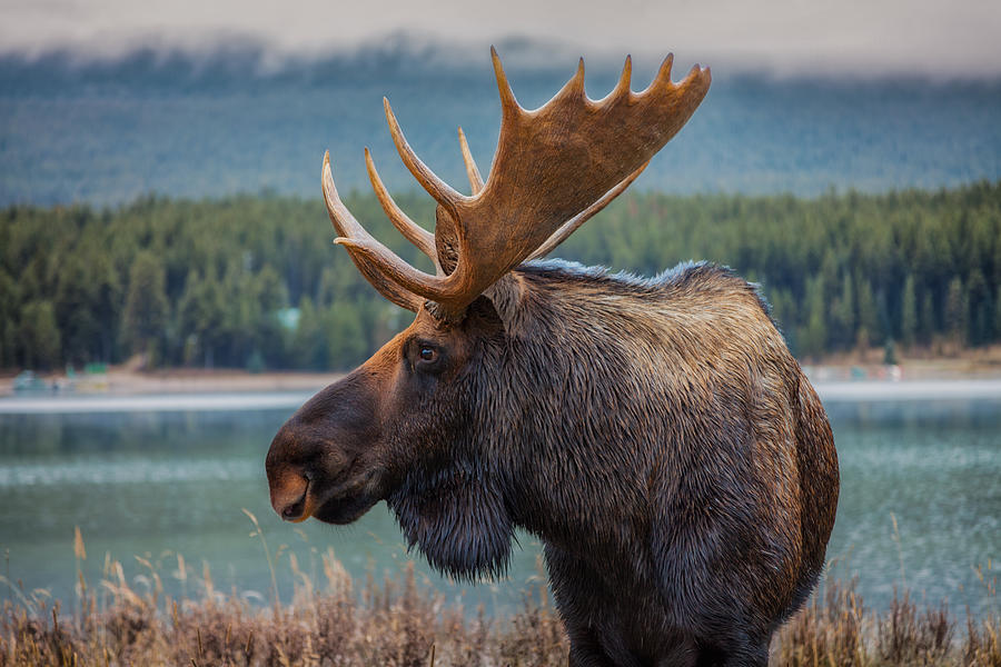 Moose Photograph - Moose by Juan Romero Salamanca
