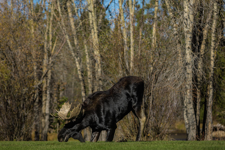 Moose  Photograph by Julieta Belmont