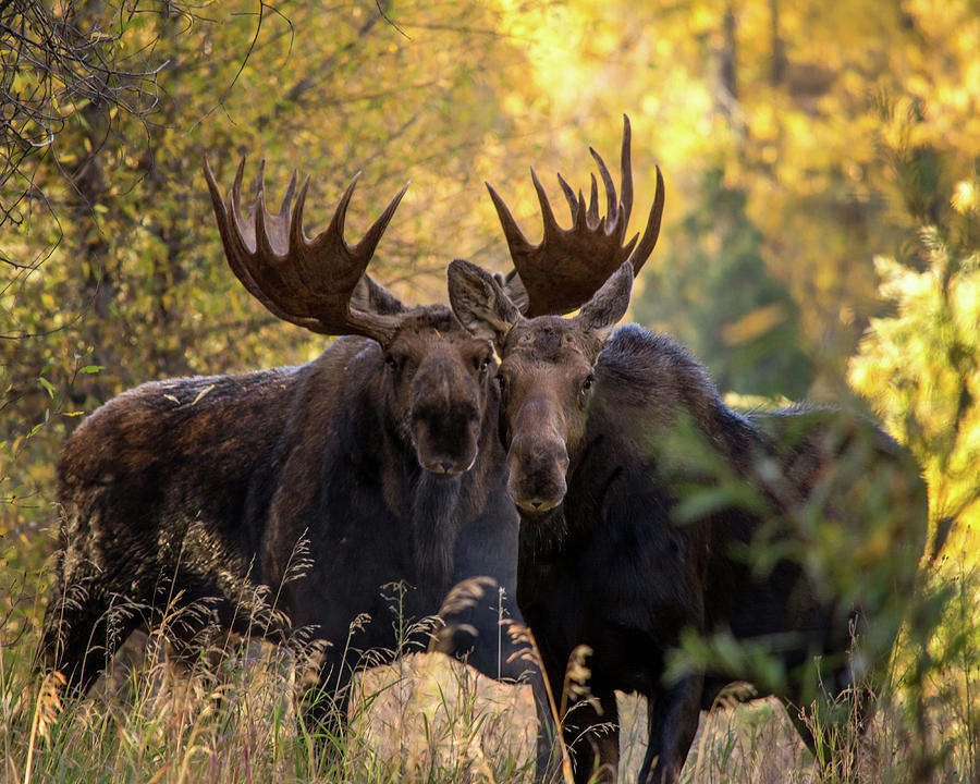 Moose love Photograph by Mary Hone