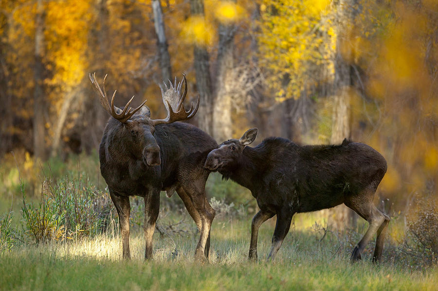Moose Love Photograph by Nick Kalathas