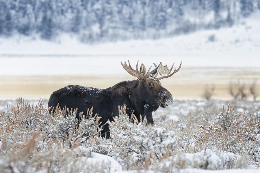 Moose Photograph by Max Wang