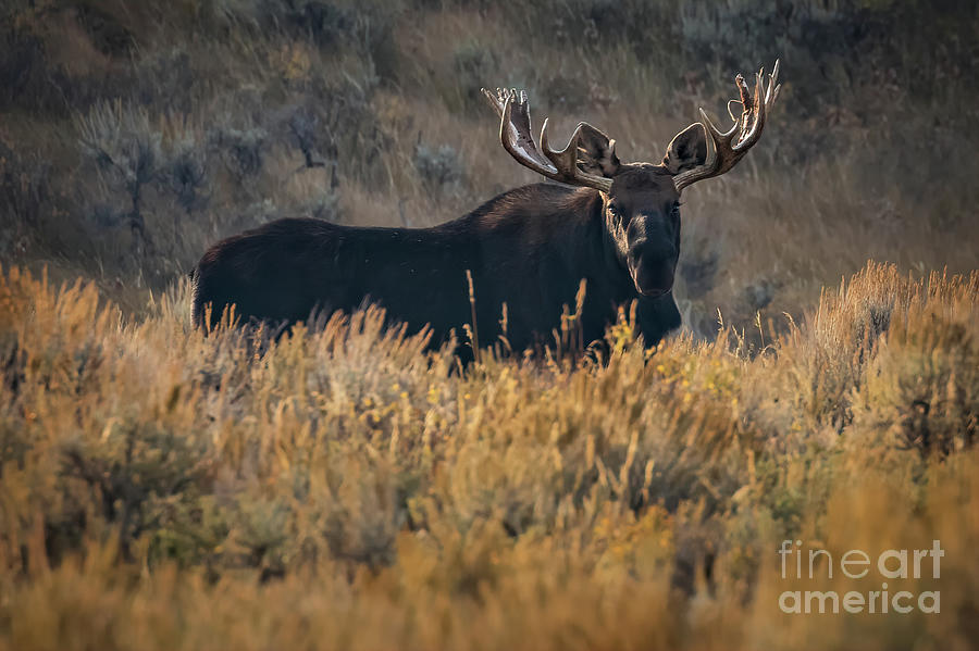 Moose Morning Photograph by Doug Sturgess