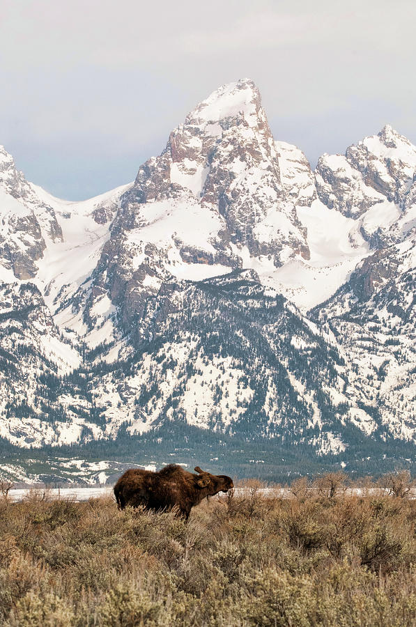 Moose Mountain Photograph by Steve Stuller