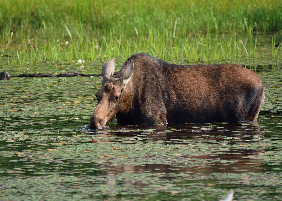 Moose Munchies- Cow Moose feeding in a pond Photograph by David Porteus