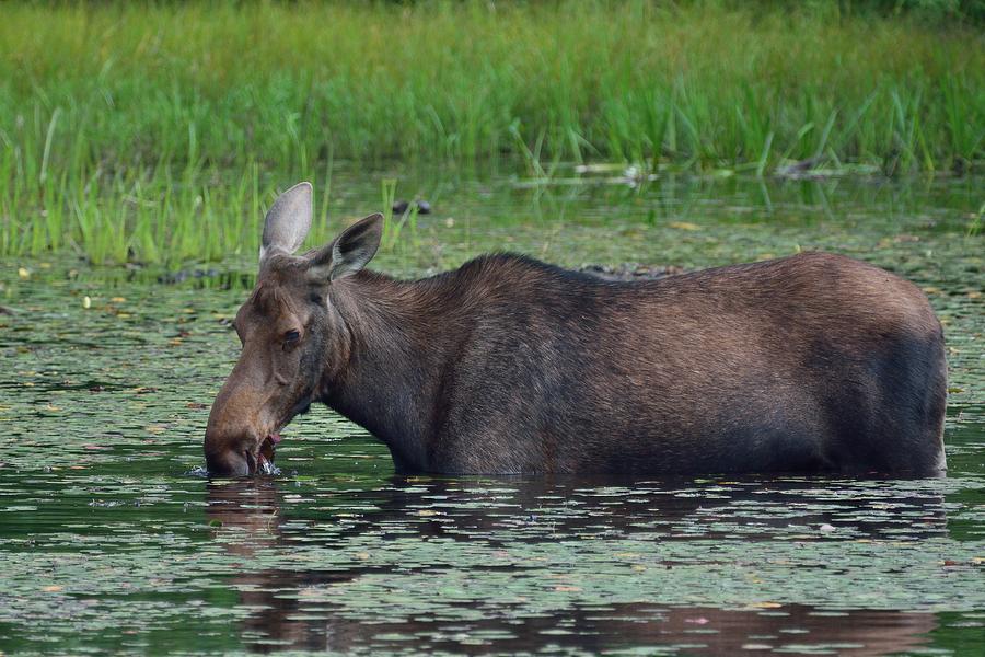 Moose Munchies II- Cow Moose feeding in a pond Photograph by David Porteus