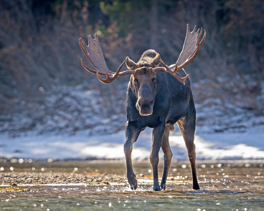 Moose on the Loose  Photograph by Jack Bell
