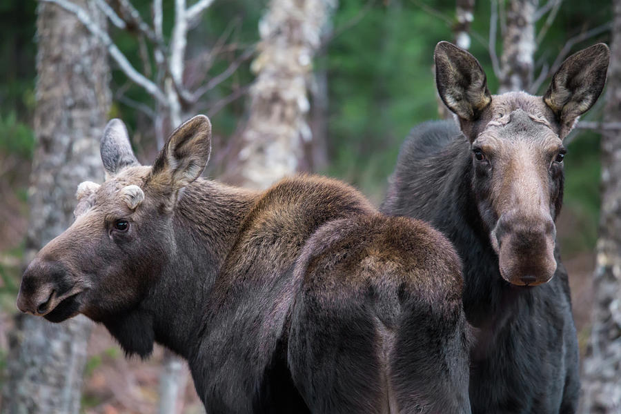 Moose Pair Photograph by White Mountain Images