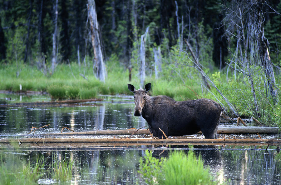 Moose Photograph by Philippe Colombi