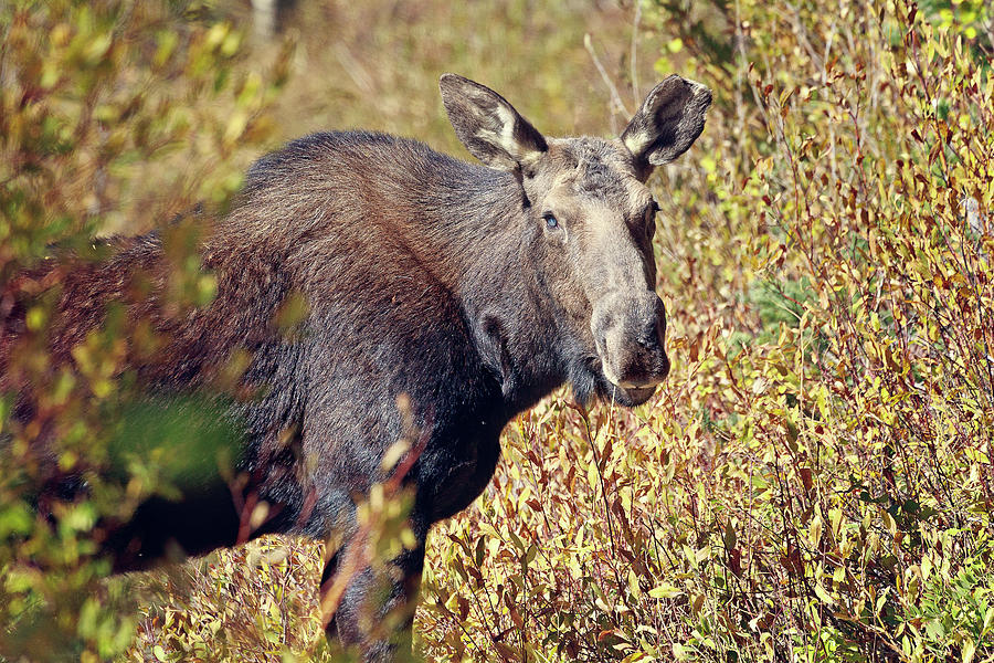 Moose Portrait Photograph by Joan Escala-Usarralde