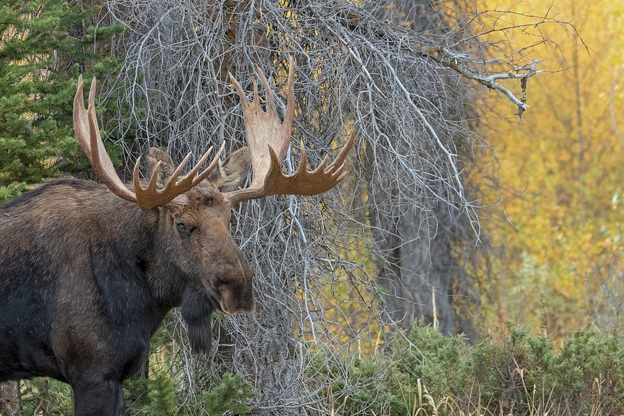 Moose Portrait Photograph by Ronnie And Frances Howard