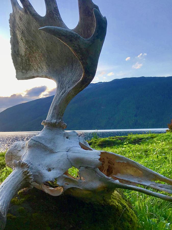 Moose Skull Central Mt Murtle Lake Photograph by Gregory Merlin Brown