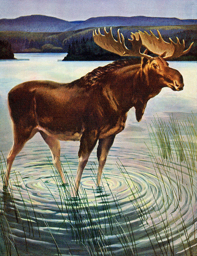 Moose Drawing - Moose Standing in Lake by CSA Images