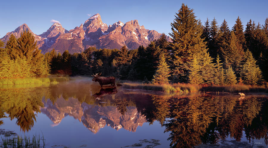 Moose Tetons Photograph by Leland D Howard - Fine Art America