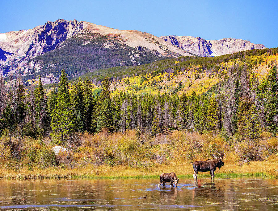 Moose Wading with Calf Photograph by Lowell Monke | Fine Art America