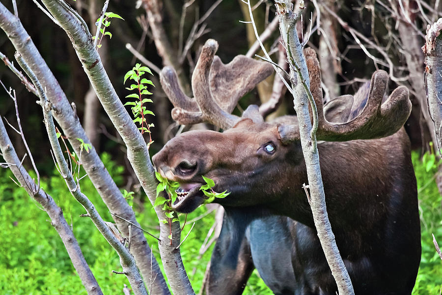 Moose with an anomalous eye, at dinner time Photograph by Tatiana Travelways